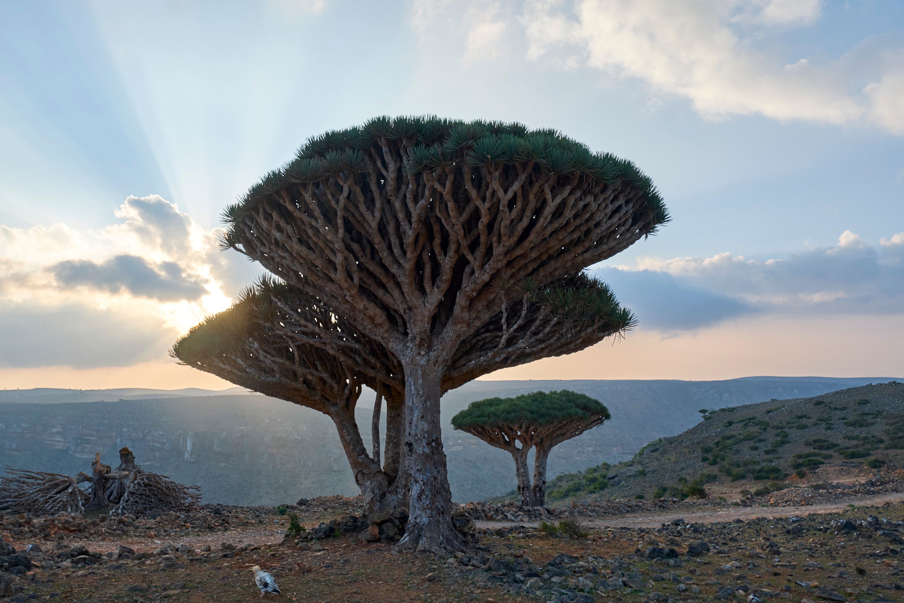 Socotra