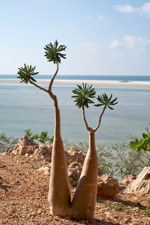 Socotra