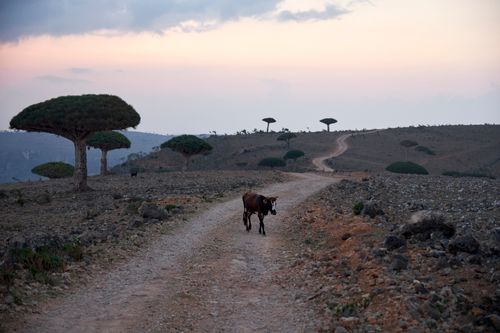 Socotra