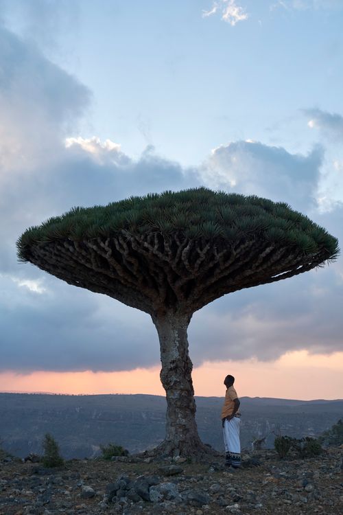 Socotra