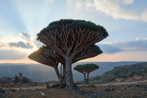 Socotra