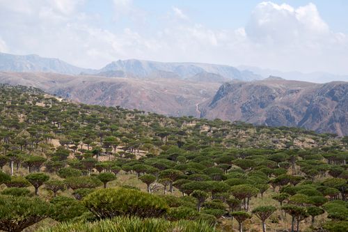 Socotra