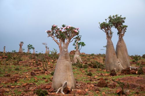 Socotra