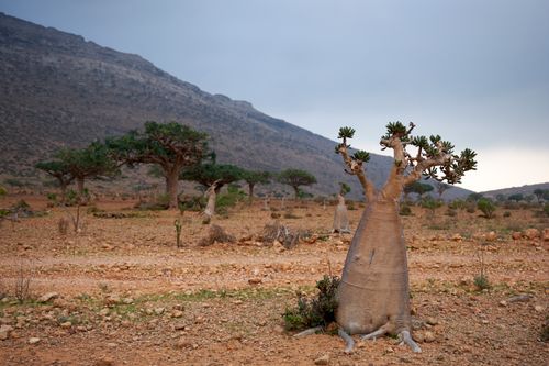 Socotra
