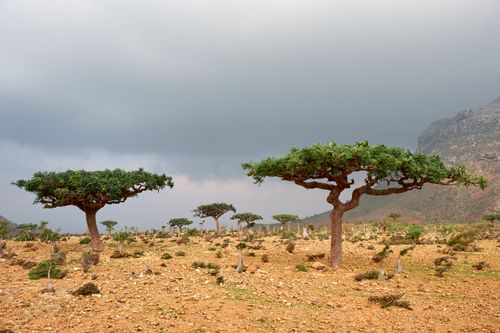 Socotra
