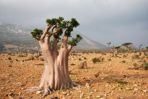 Socotra