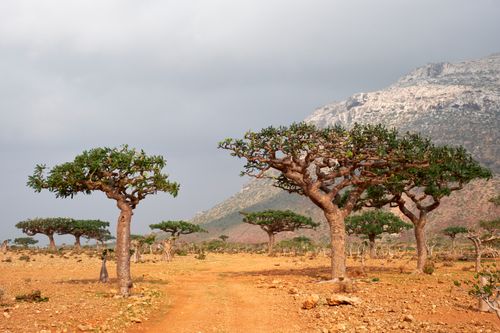 Socotra